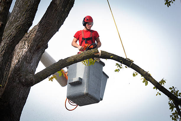 Best Tree Removal for Businesses  in Chesapeake, VA